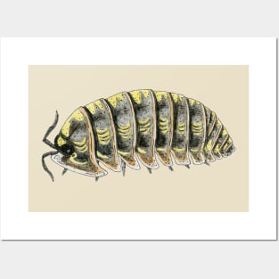 Armadillidium Versicolor- "Ukraine" locality Posters and Art